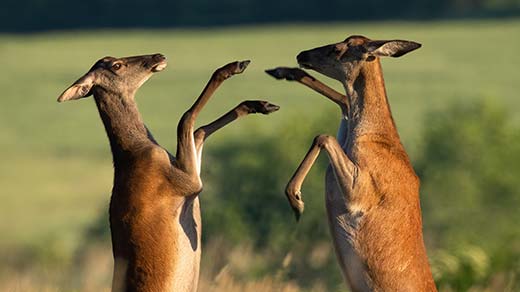 Photograph of two female red deer, fighting with their front hooves.