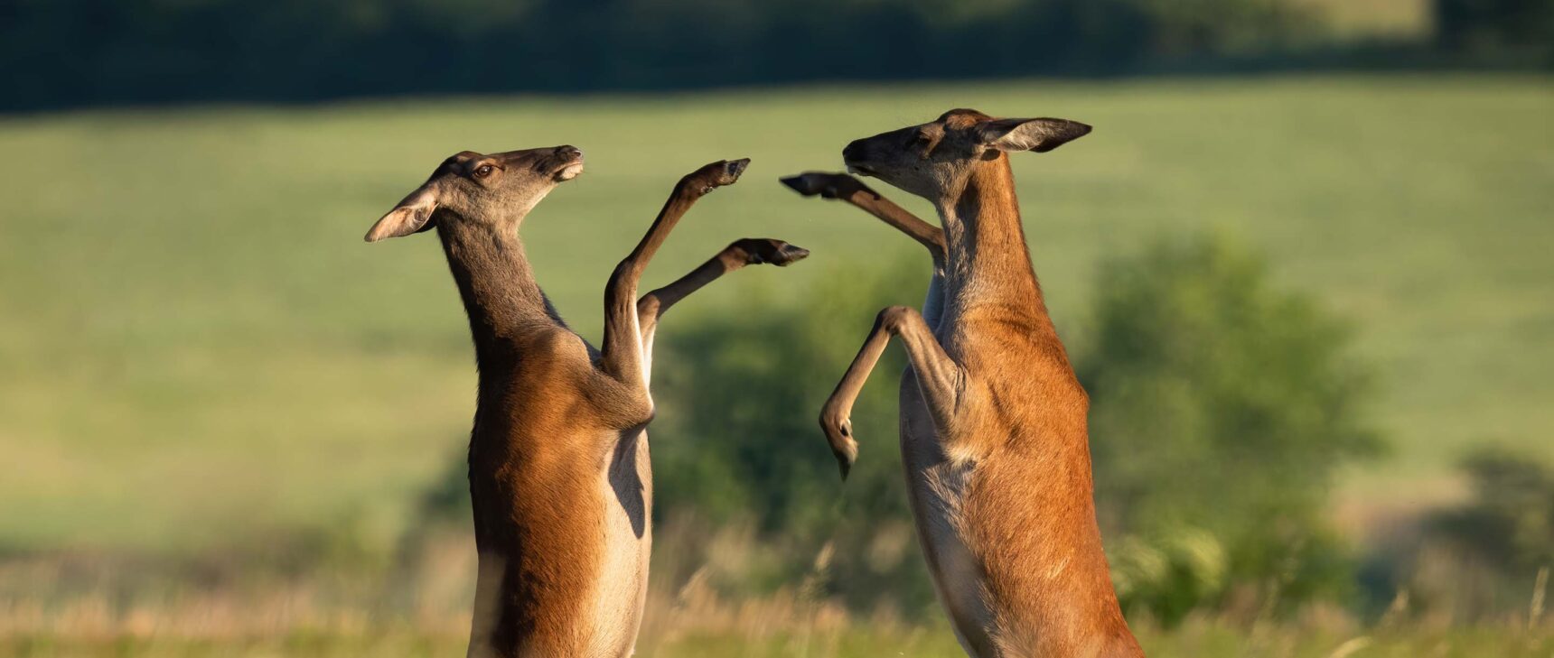 Photograph of two female red deer, fighting with their front hooves.