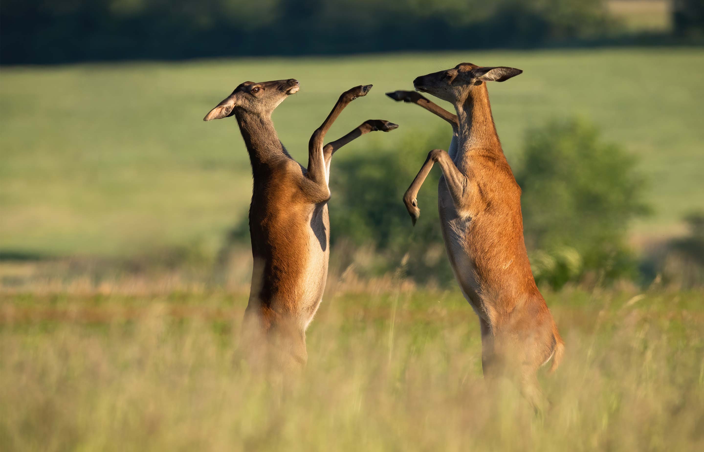 Photograph of two female red deer, fighting with their front hooves.