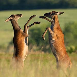 Photograph of two female red deer, fighting with their front hooves.