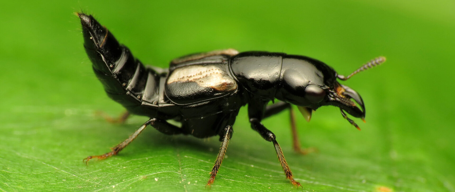 Photo of a rove beetle standing on a leaf and arching its abdomen.