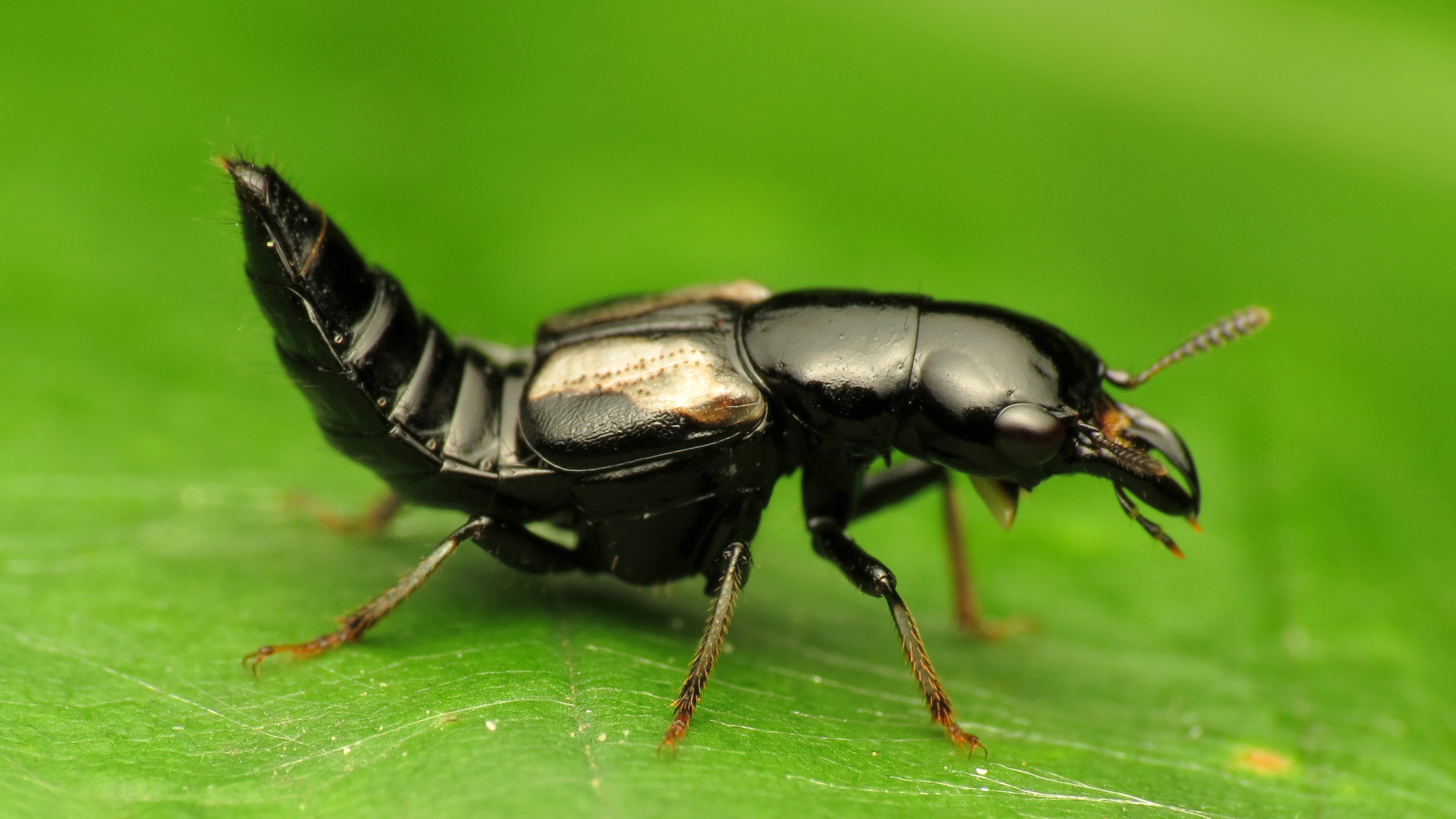 Photo of a rove beetle standing on a leaf and arching its abdomen.