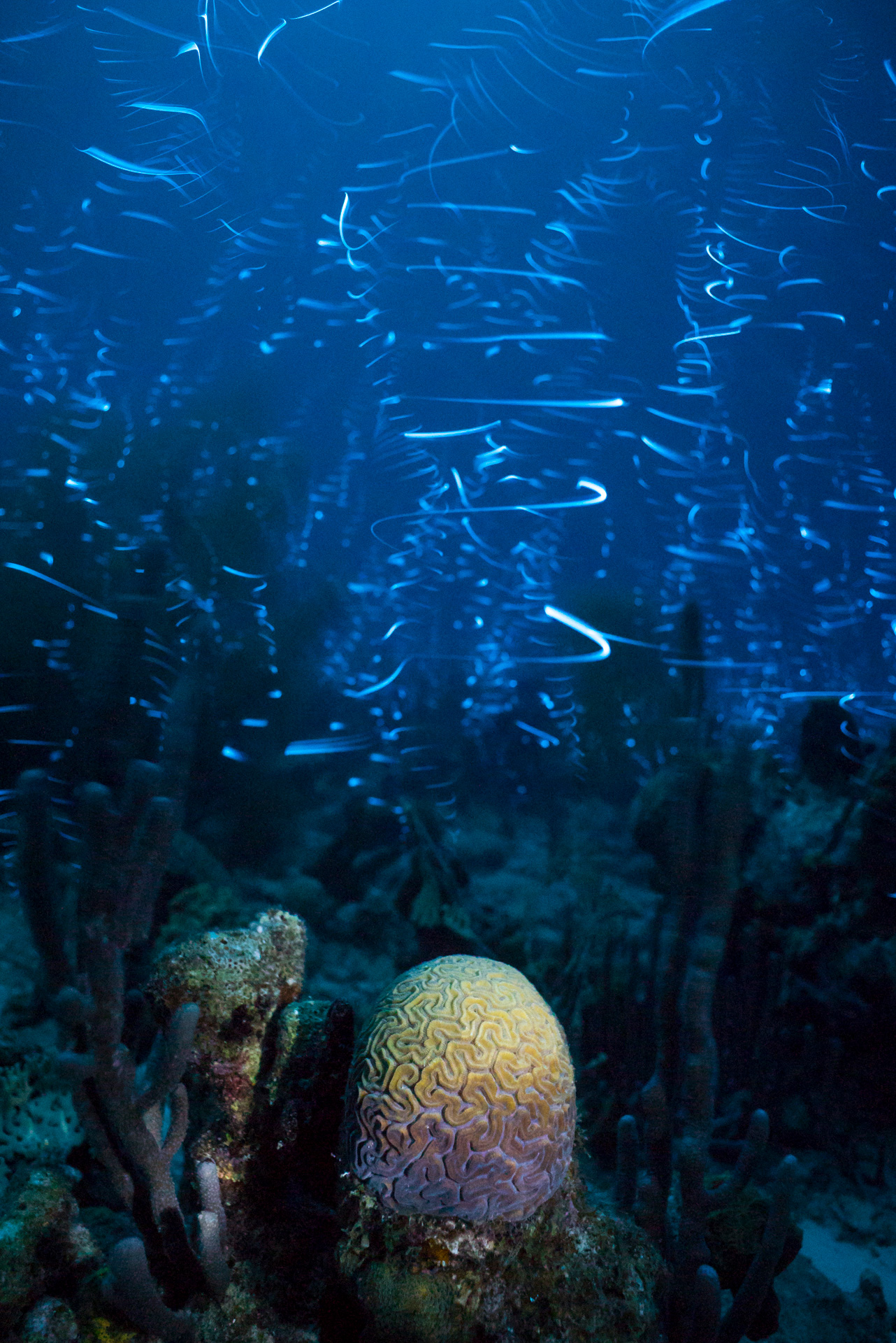 A photo of an underwater scene taken with a long exposure . Bioluminescent ostracods appear as streaks of light in the water.