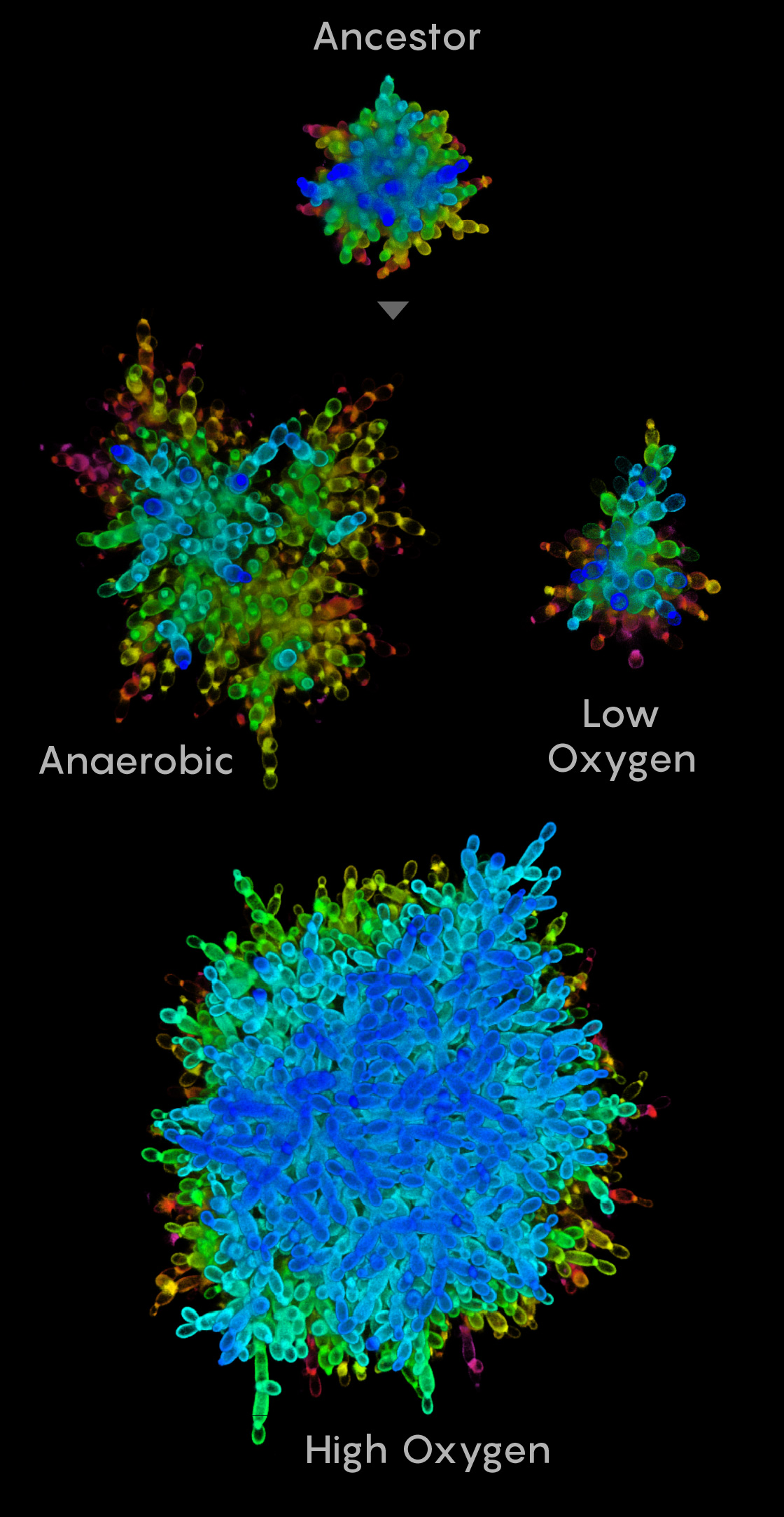 Composite micrograph of three types of snowflake yeast and the ancestor they evolved from.