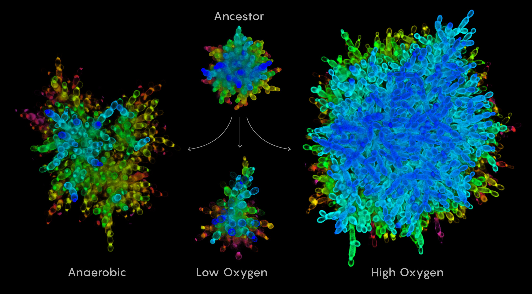 Composite micrograph of three types of snowflake yeast and the ancestor they evolved from.