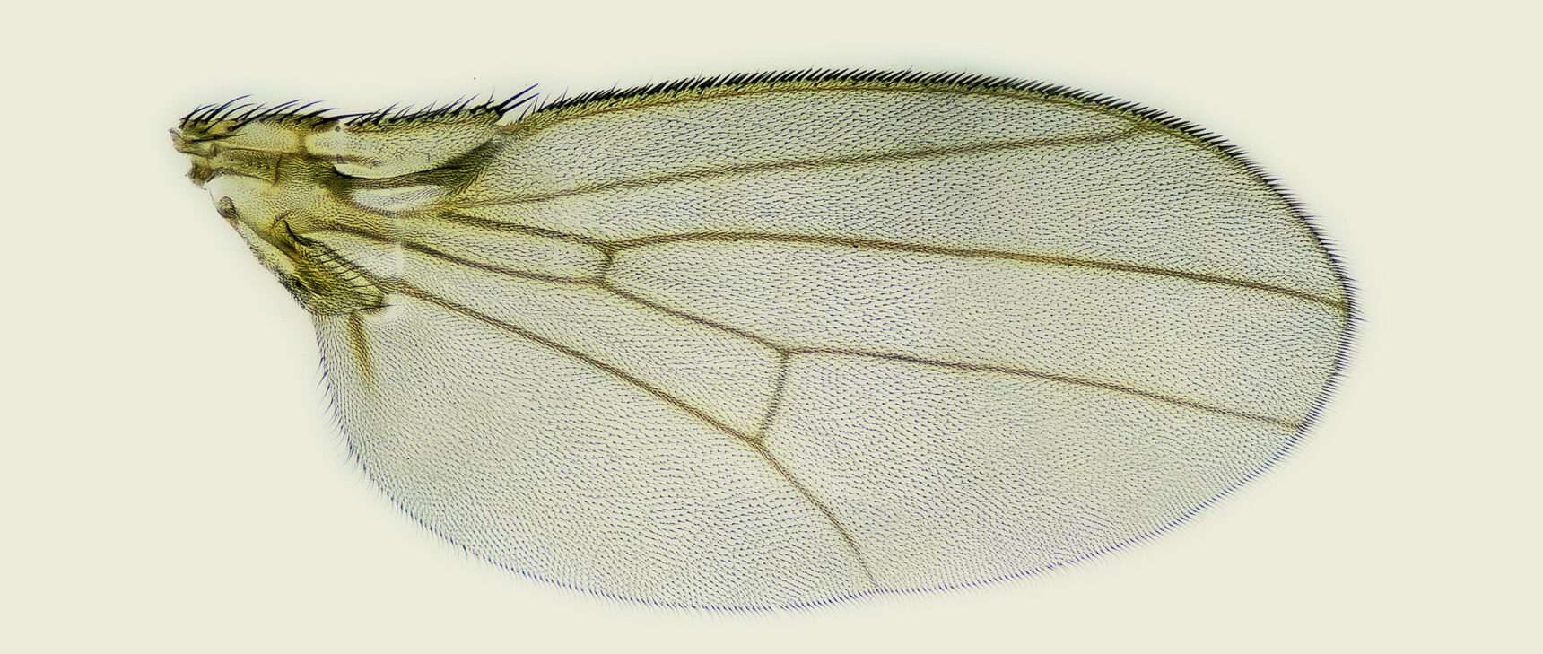 A detailed photo of a fruit fly wing in silhouette.