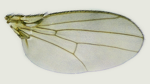 A detailed photo of a fruit fly wing in silhouette.