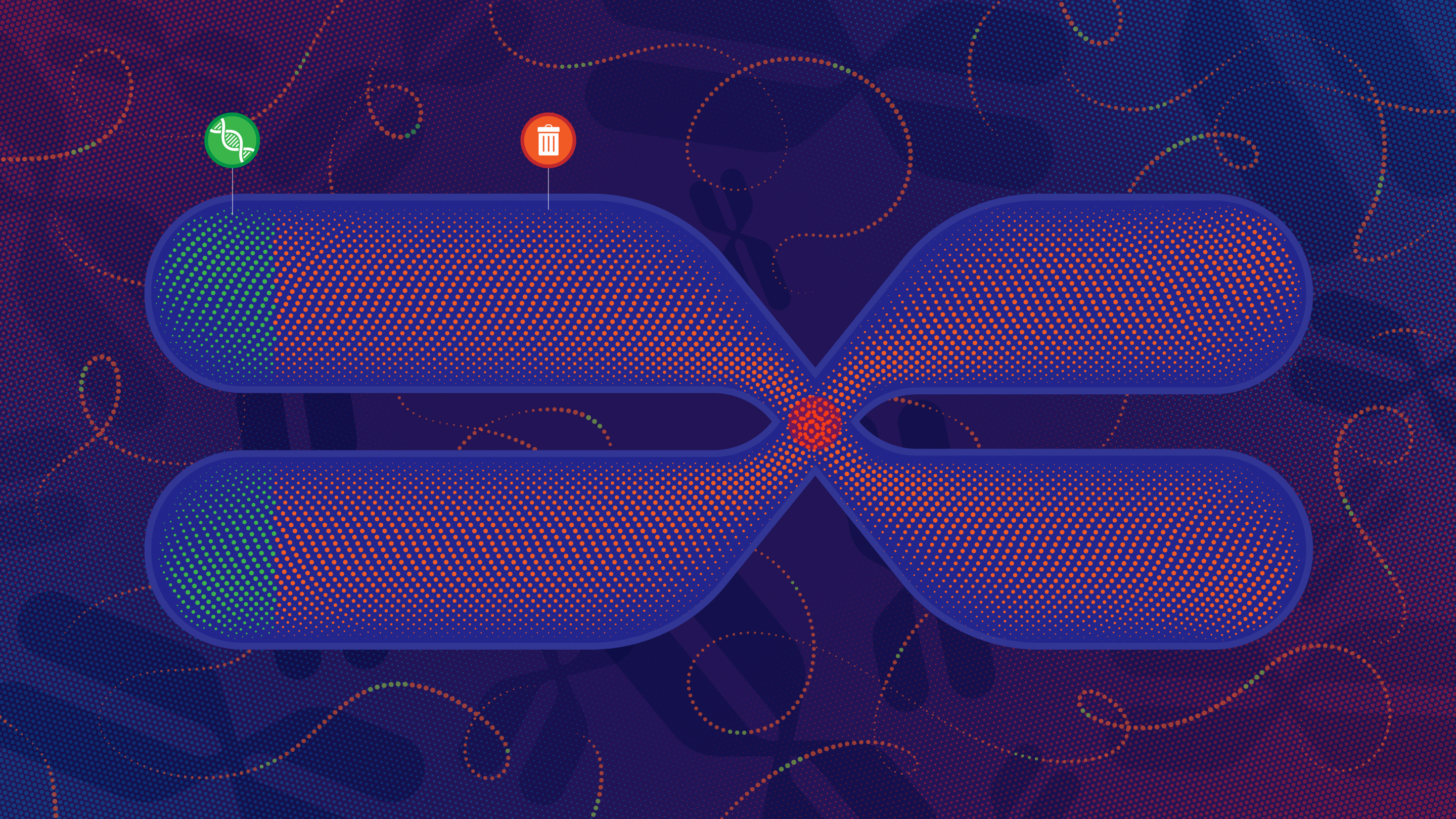 Illustration of DNA that represents how only a small part of the genome encodes proteins.