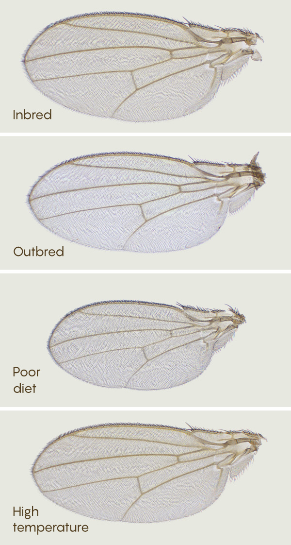 An array of four nearly identical fly wings in silhouette.