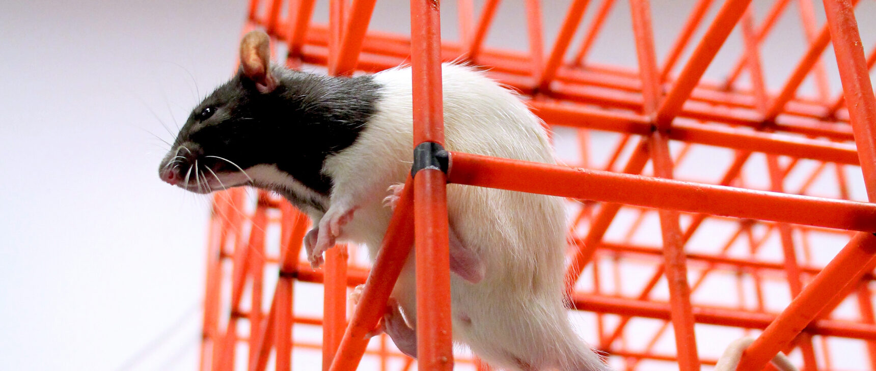 Photo of rat climbing through a lattice of thin rods.