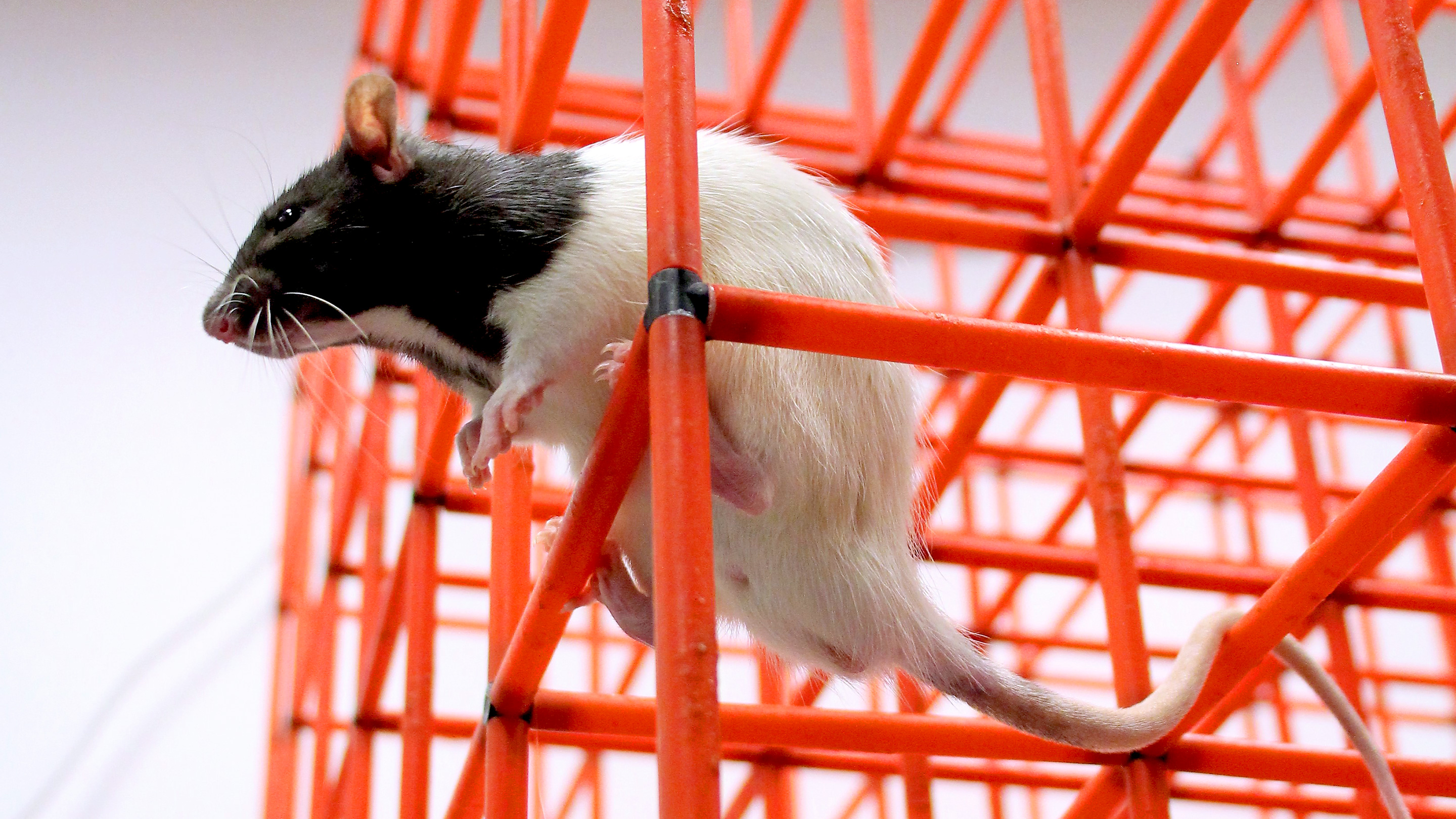 Photo of rat climbing through a lattice of thin rods.