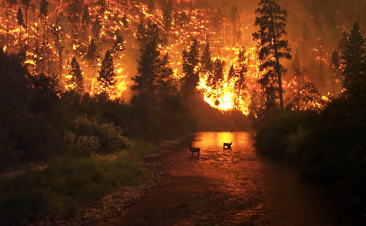 Forest fire at night on mountain, with animals in a stream in the foreground.