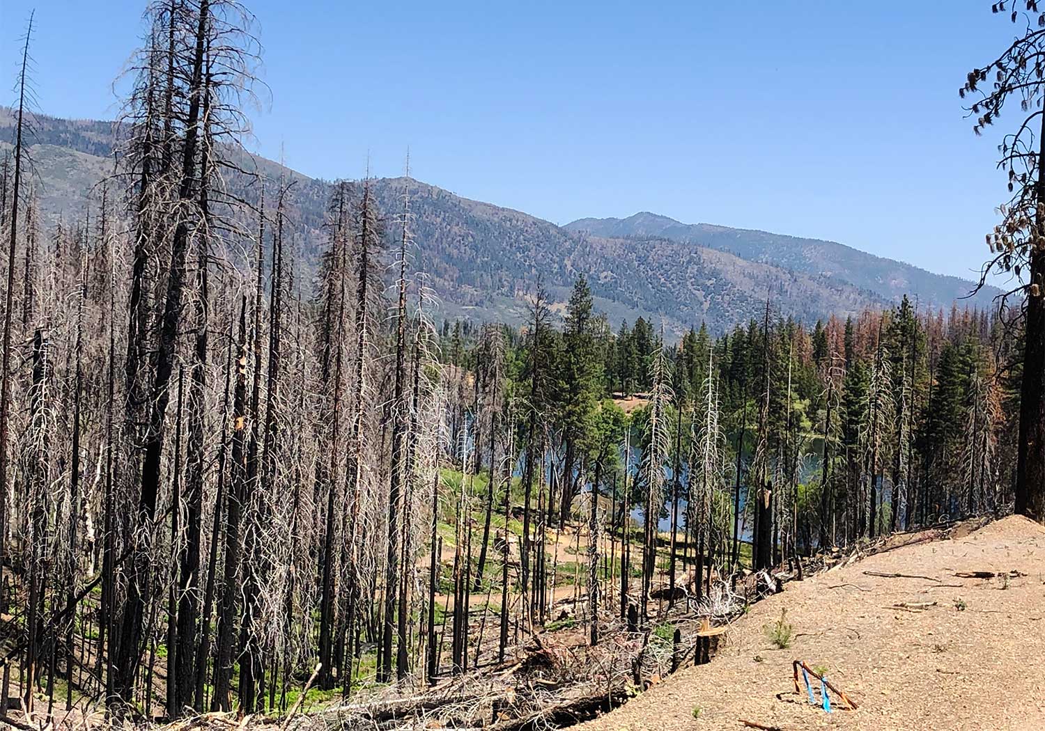 Photo of a patch mosaic landscape mosaic, with adjacent burned and unburned areas.