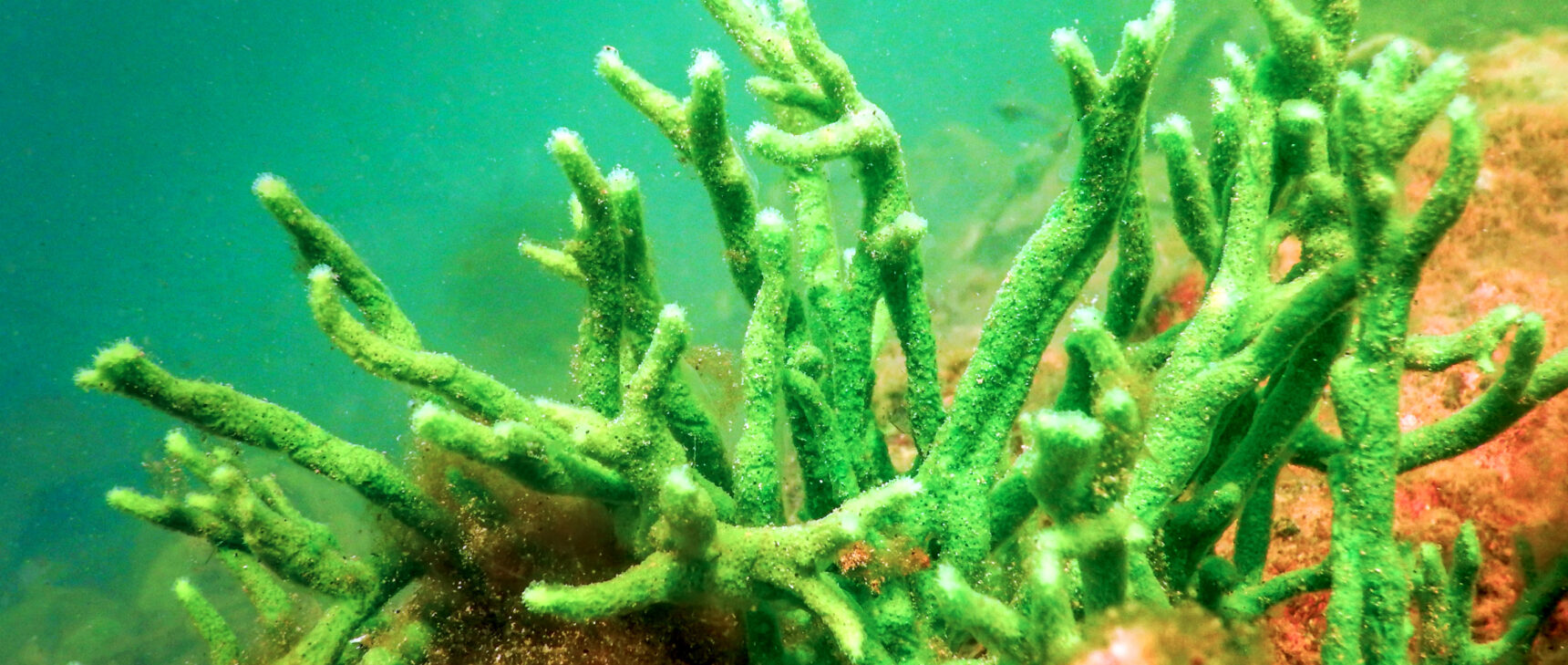 Photo of the freshwater sponge Spongilla.