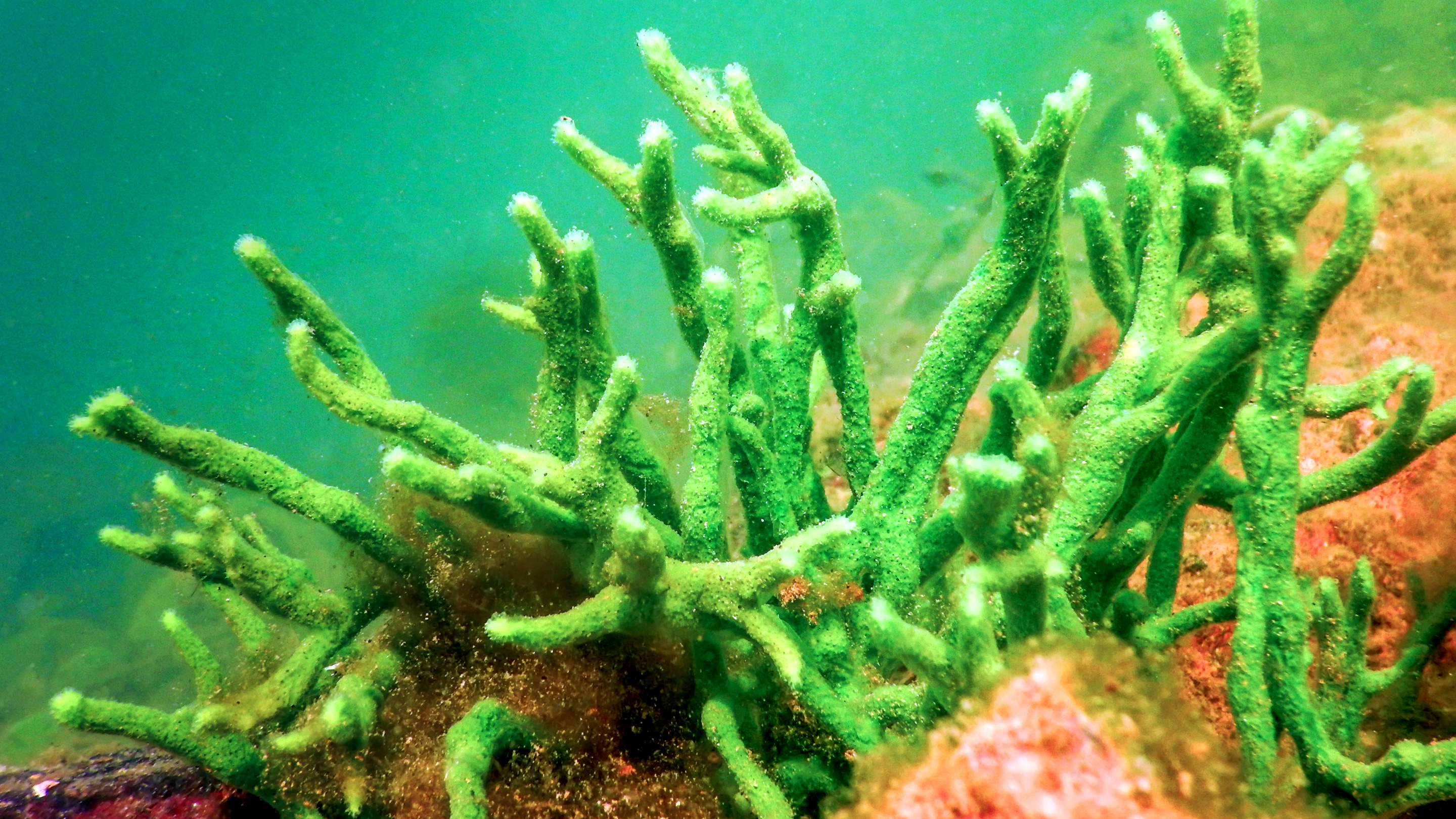 Photo of the freshwater sponge Spongilla.