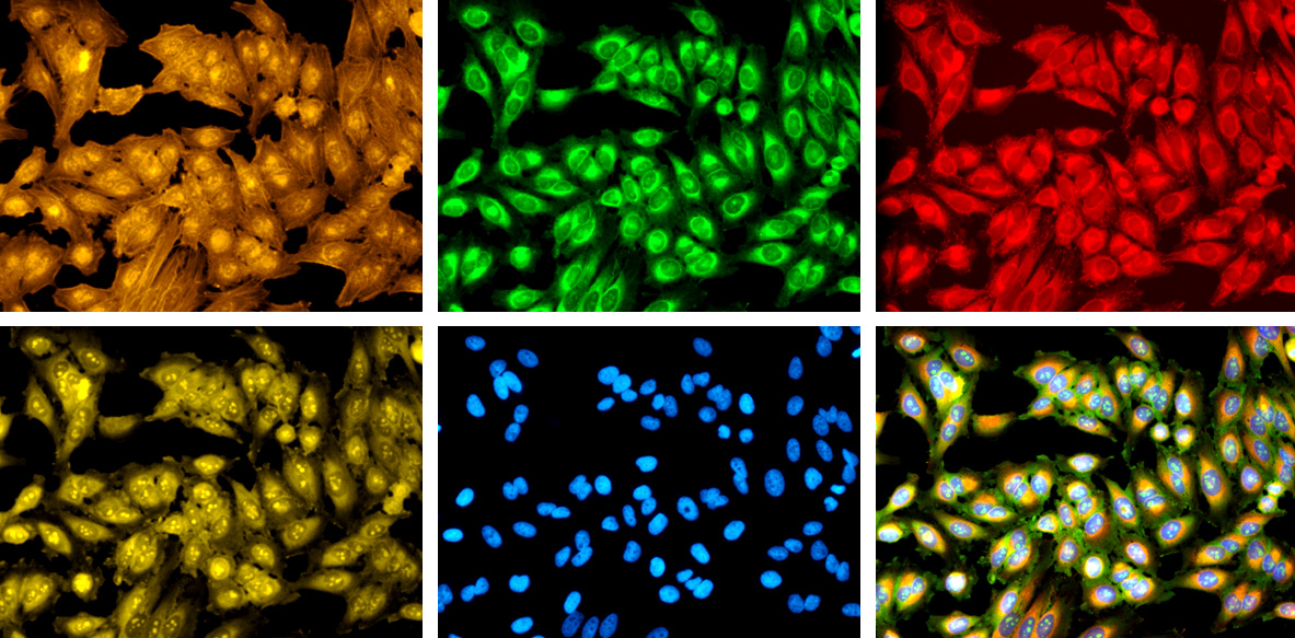 Six microscopy images showing cells treated with dyes that stain different cellular features.