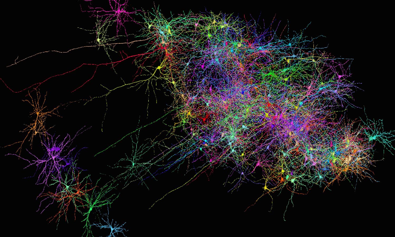 Two images from the connectome compiled for a cubic millimeter of human cerebral cortex.