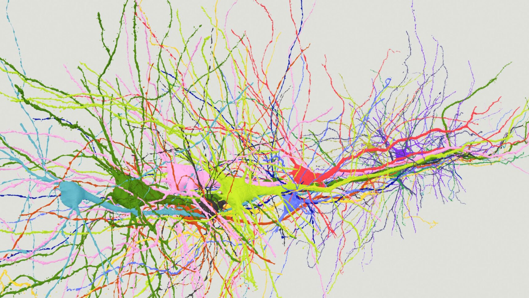 3D model of several pyramidal neurons in cortical layer 5 of mammalian brain.