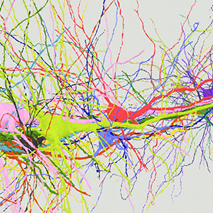 3D model of several pyramidal neurons in cortical layer 5 of mammalian brain.