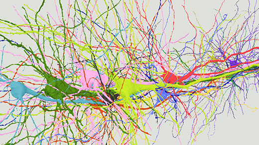 3D model of several pyramidal neurons in cortical layer 5 of mammalian brain.