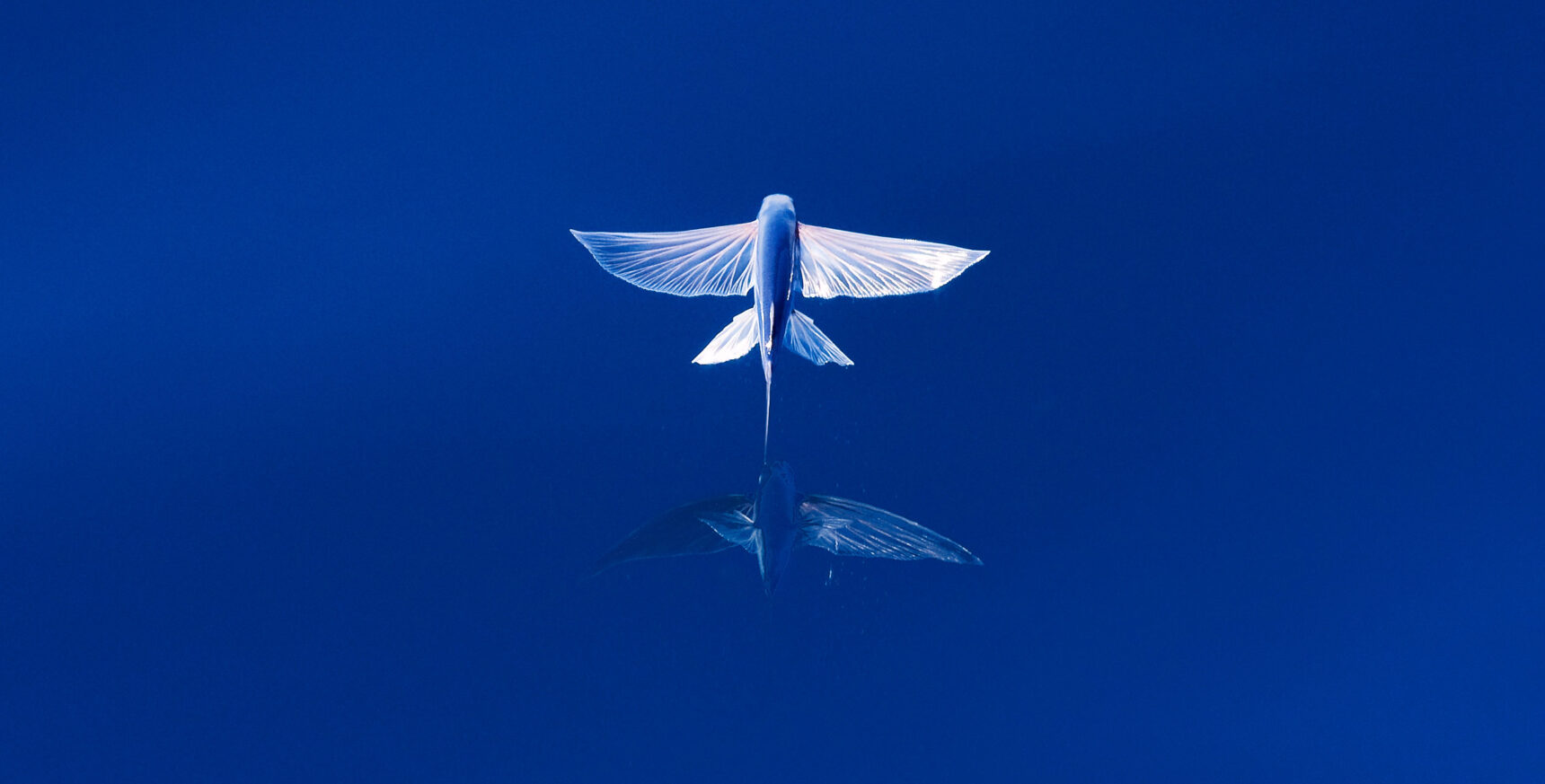 Photo of a flying fish gliding over the open water.