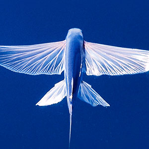 Photo of a flying fish gliding over the open water.