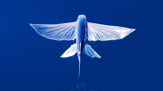 Photo of a flying fish gliding over the open water.