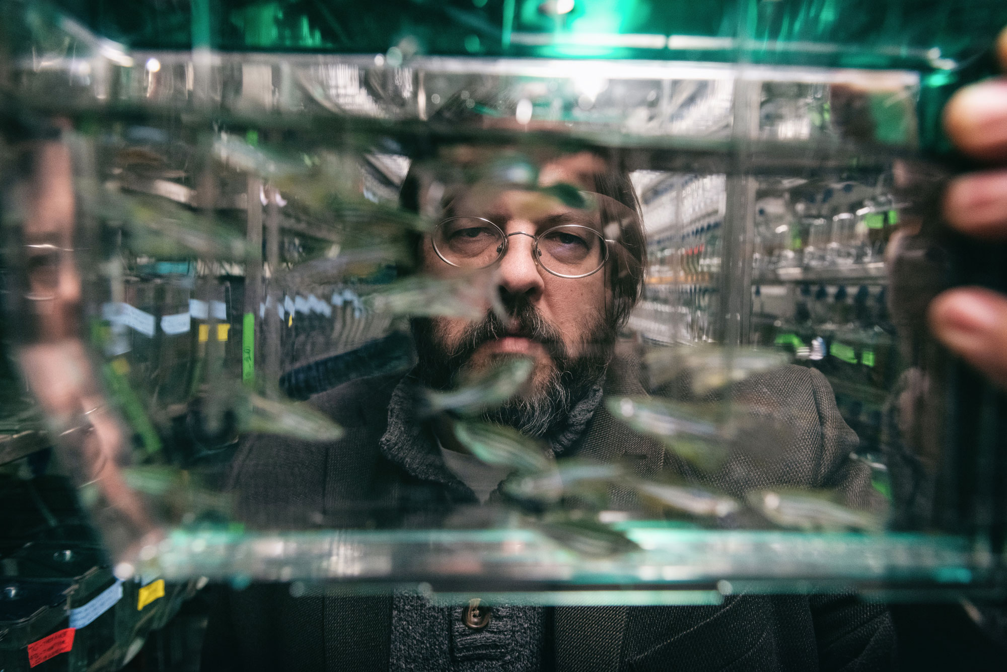 Two photos: Matthew Harris looking through an aquarium filled with zebra fish. A closeup of a zebra fish.