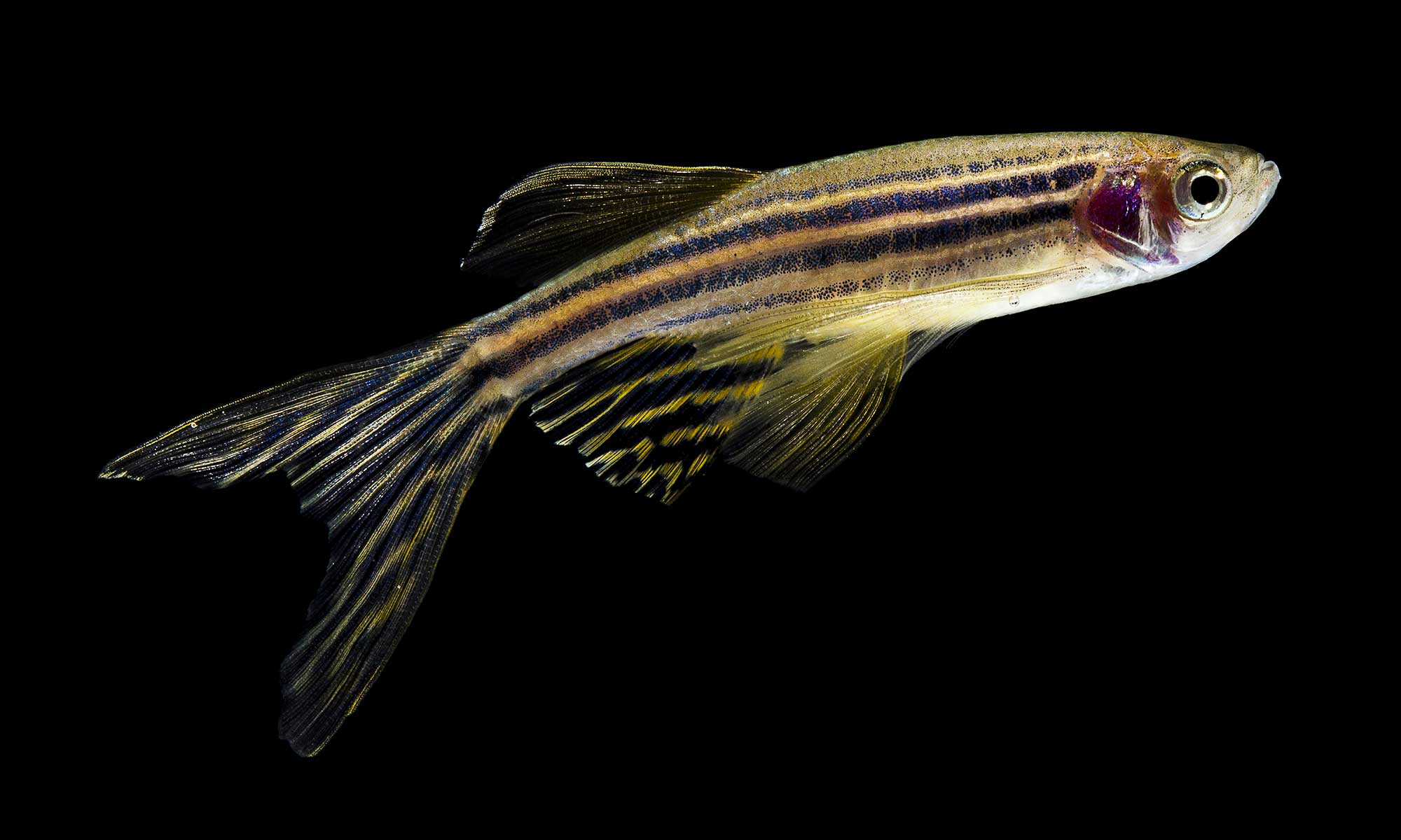 Two photos: Matthew Harris looking through an aquarium filled with zebra fish. A closeup of a zebra fish.