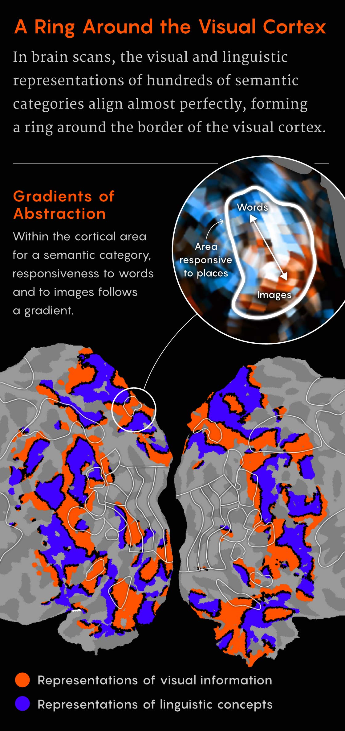 A figure showing the visual and linguistic representations for hundreds of semantic categories form a ring around the edge of the visual cortex.