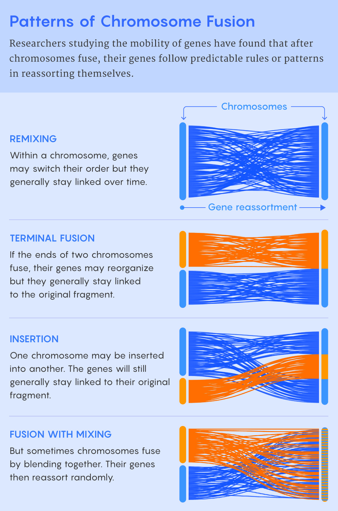 A figure describing different types of chromosome fusion and the effect of each on the order of the contained genes.