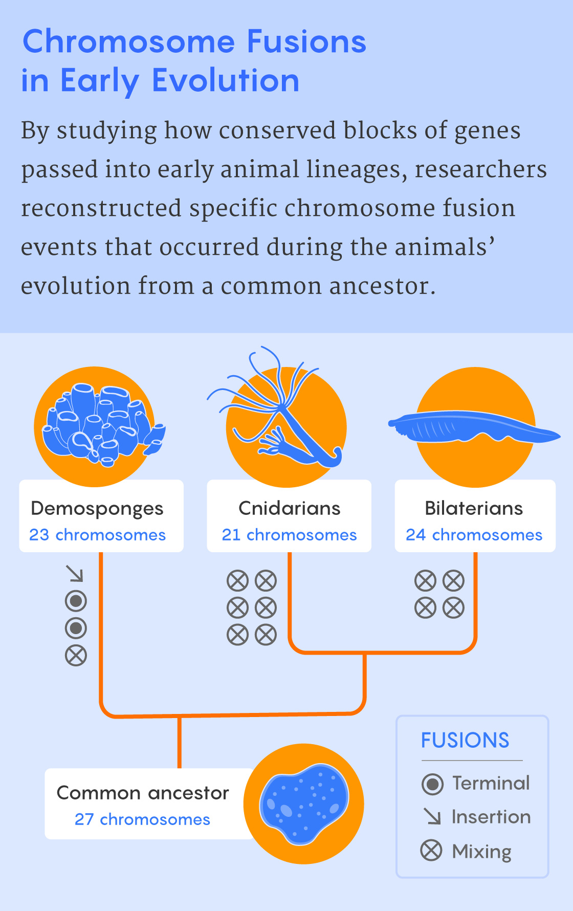 A figure that shows the chromosome fusion events that researchers deduced occurred during the evolution of three early animal groups from. a common ancestor.