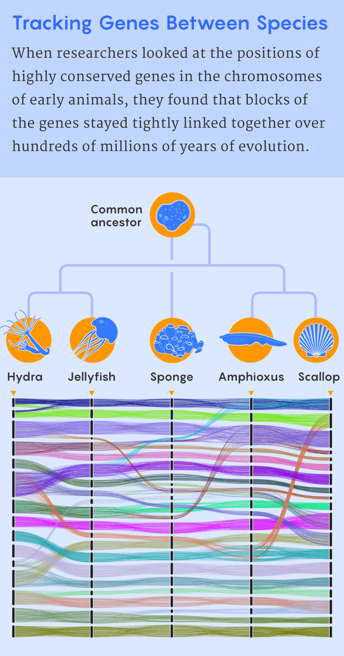 A data display figure that shows how blocks of genes tended to stay together even when moving to different chromosomes in the evolution of five early animal species.