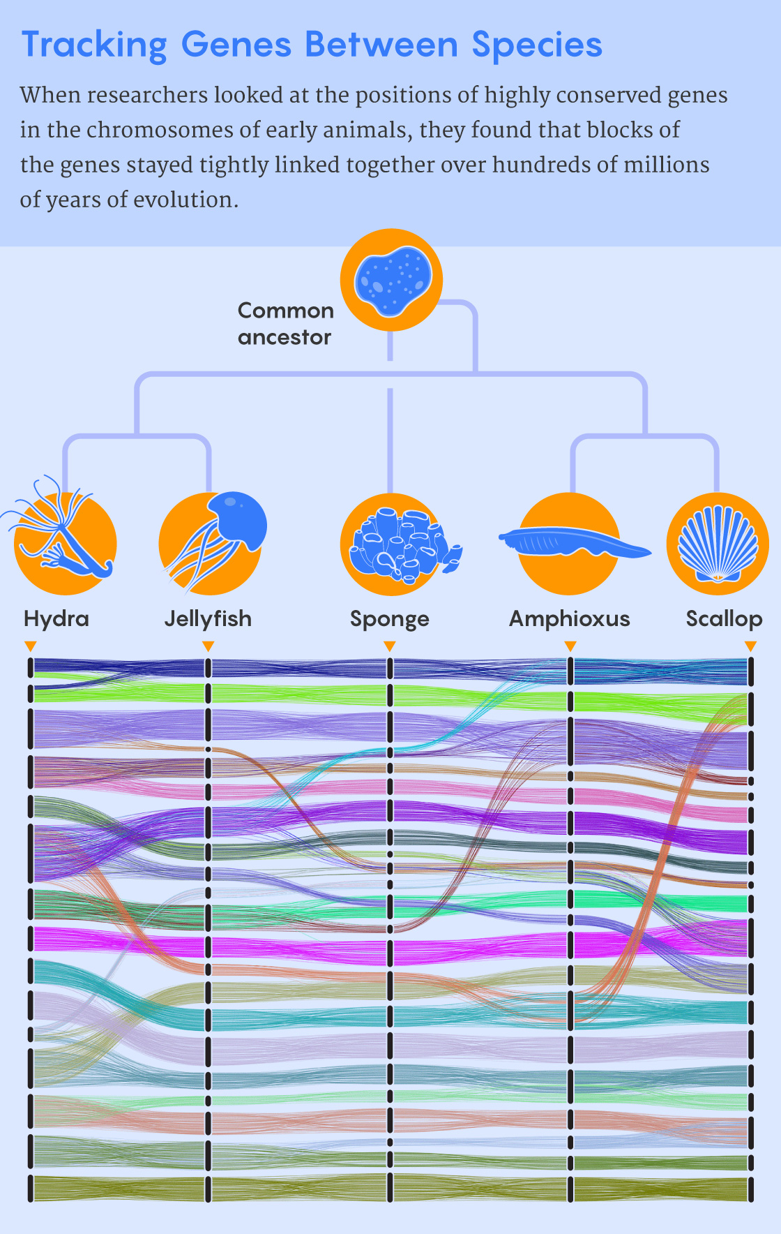 A data display figure that shows how blocks of genes tended to stay together even when moving to different chromosomes in the evolution of five early animal species.