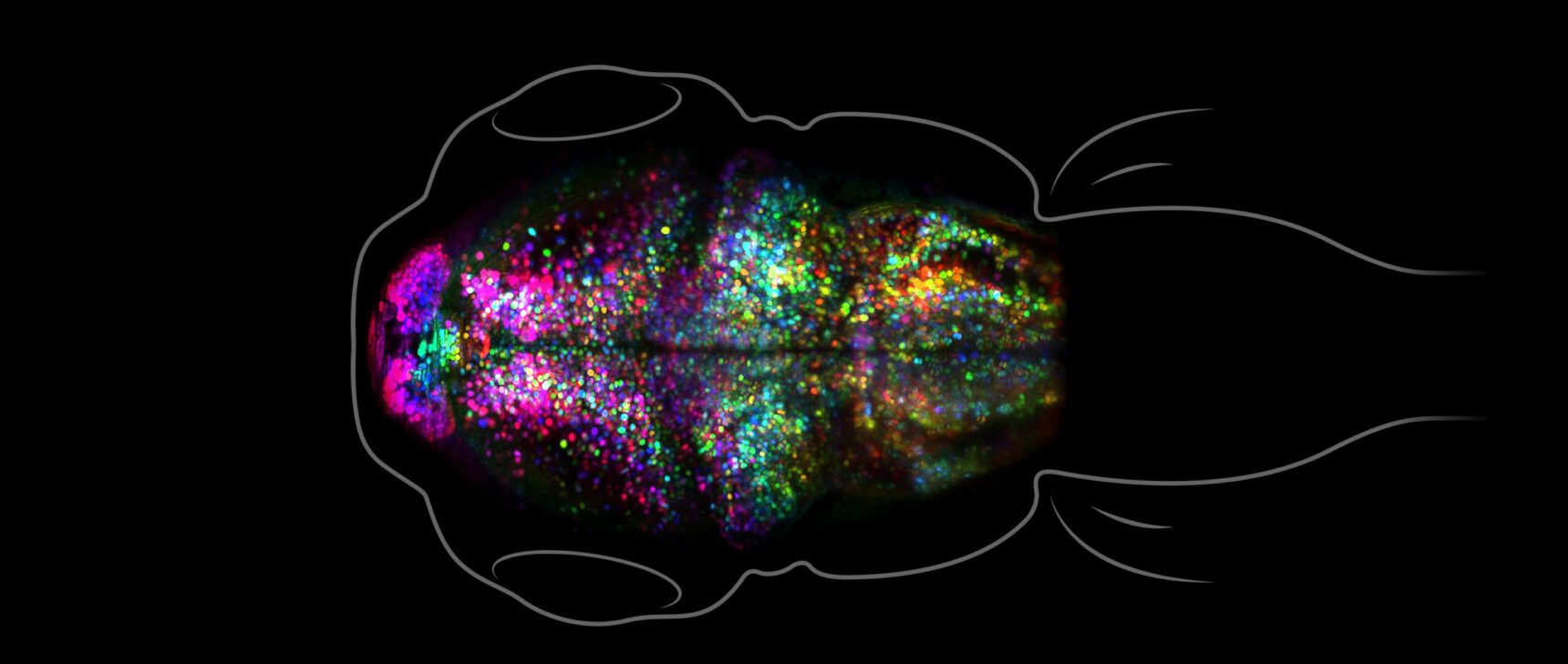 Photo of genetically engineered zebra fish larva with fluorescent markings in its brain.