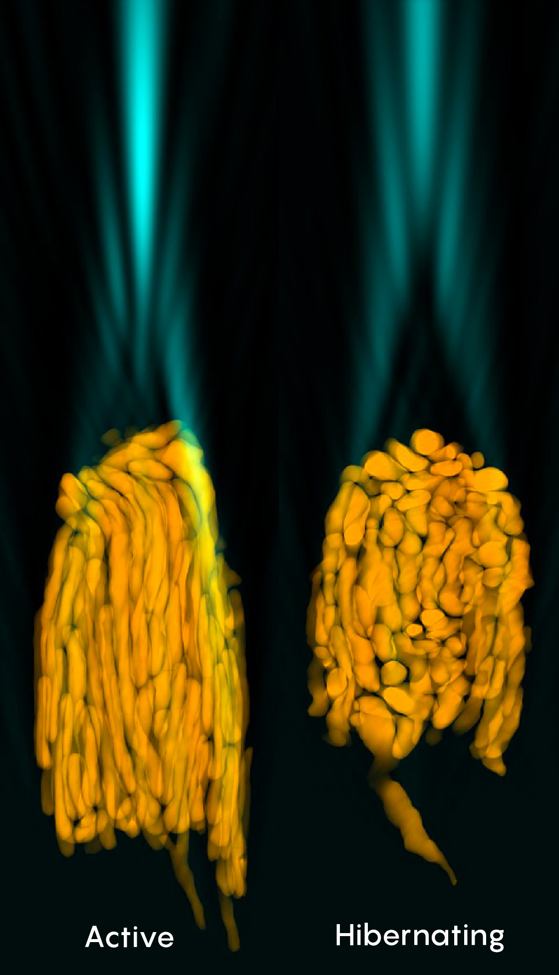 Photographic comparison of light shining through bundles of mitochondria from active and hibernating squirrels.