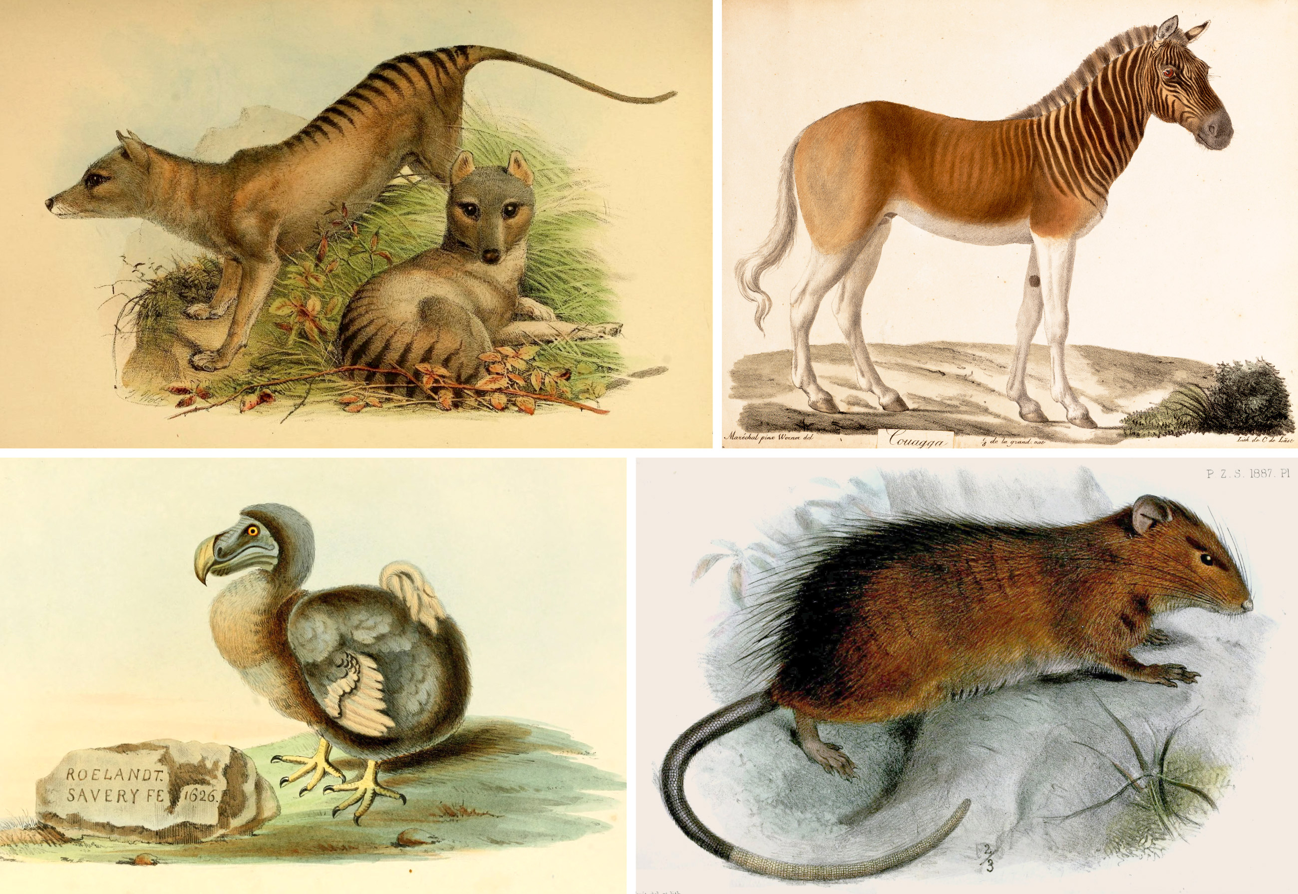 A montage of painted illustrations depicting four extinct species.