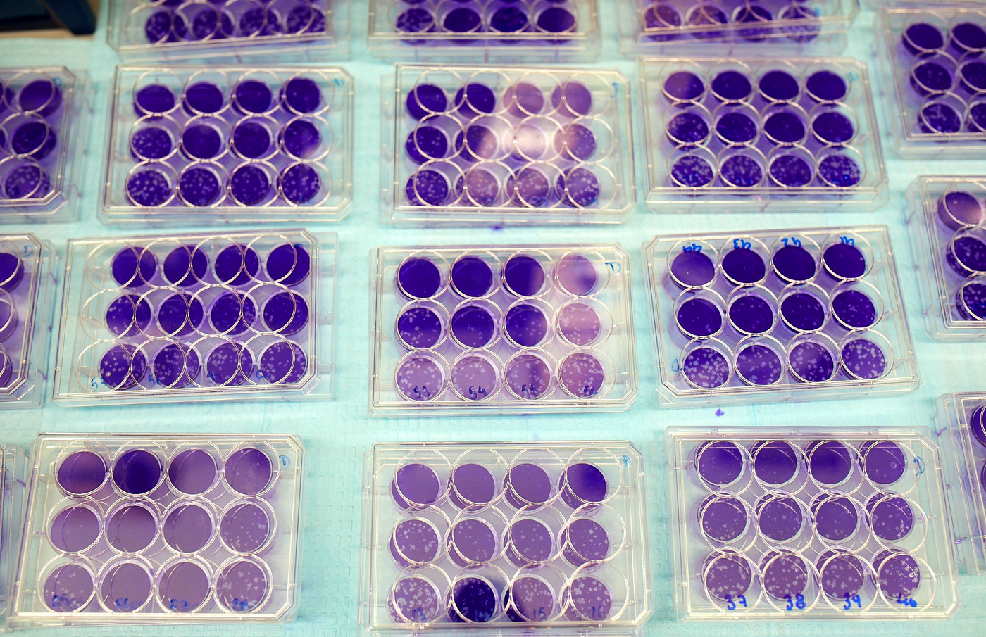 An array of purple culture dishes showing the results of viral plaque assays.