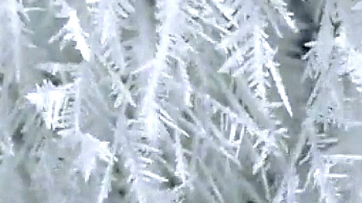 Dendritic ice crystals grow from top to bottom across the frame of a video.