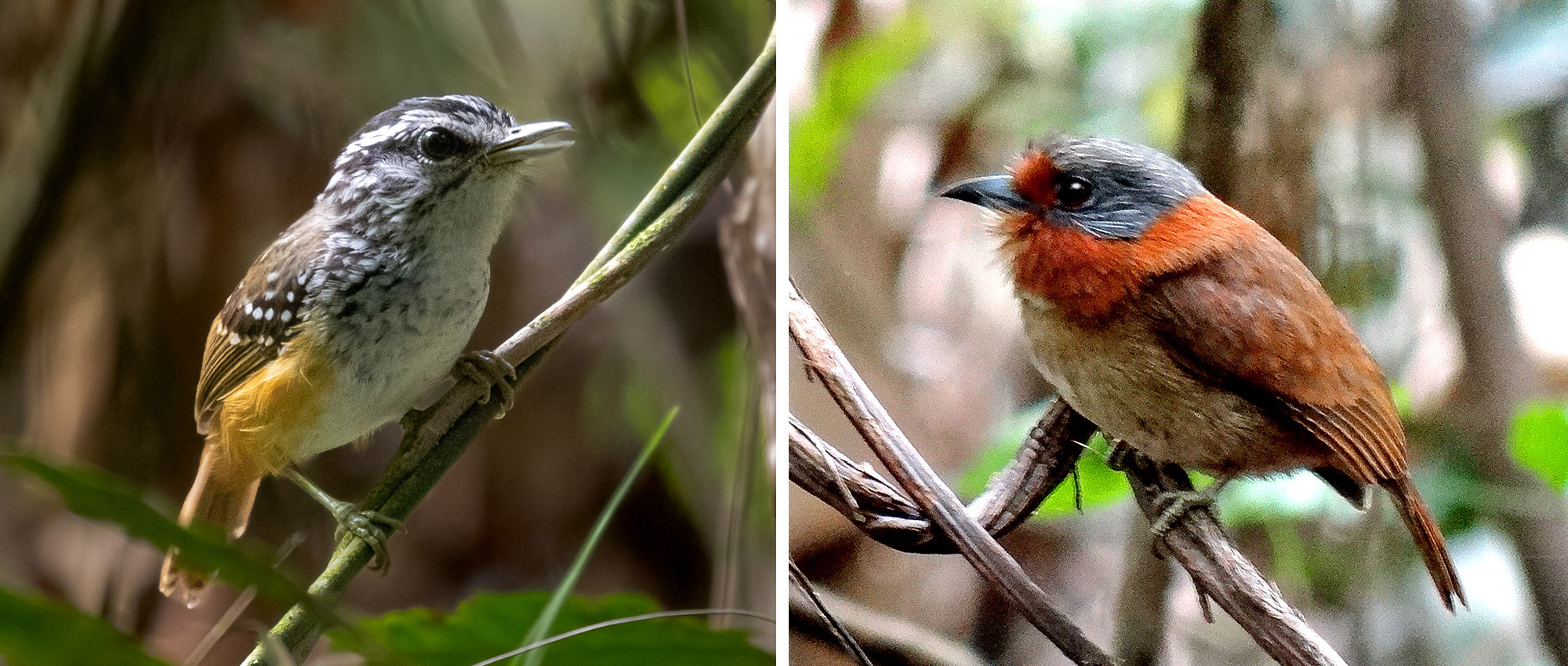 Closeups of two birds.