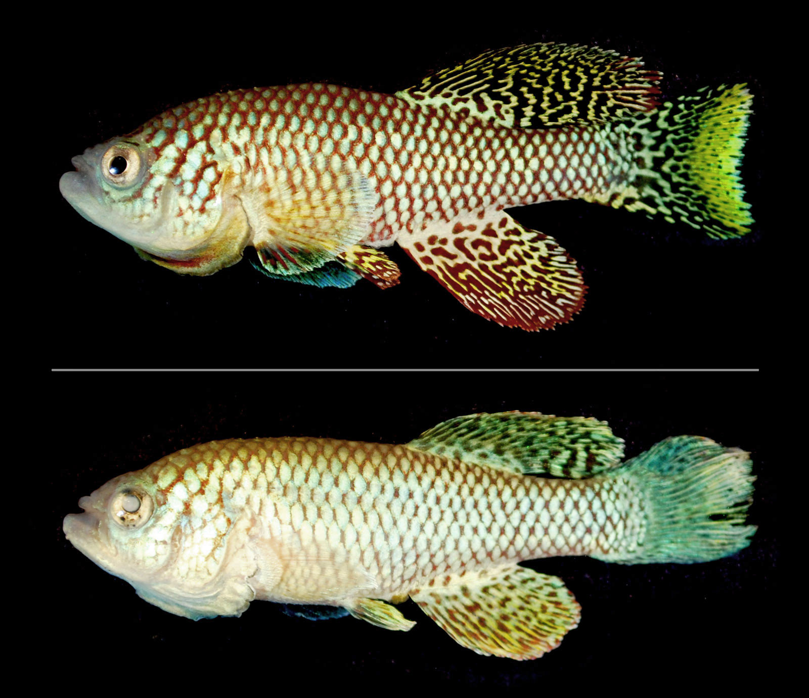 Diptych of killifish images.