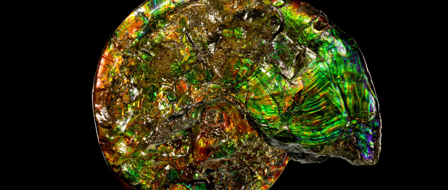 Colorful opalized shell of a fossil ammonite.