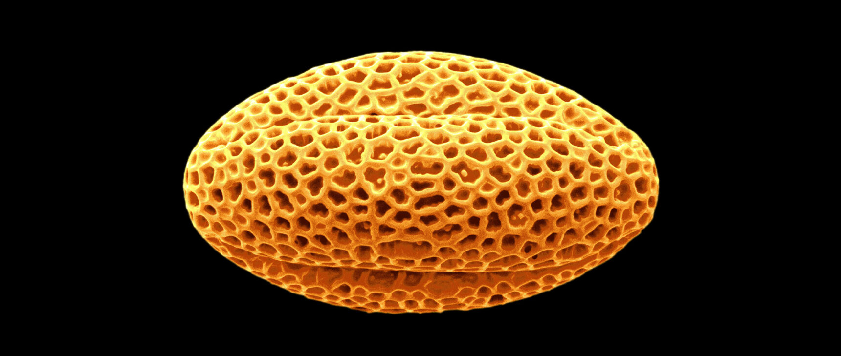 Sculpted, latticed structure of a grain of olive pollen.