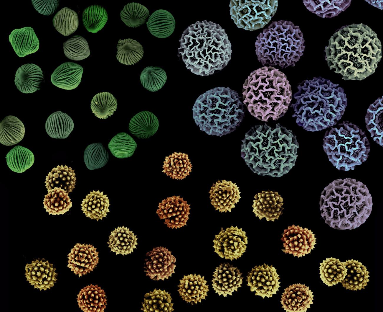 A collection of pollen grains from assorted plant species