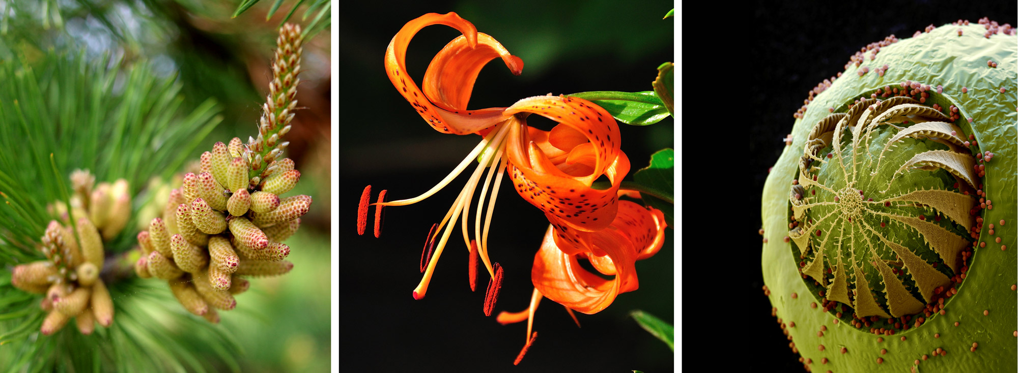 Triptych showing plant parts for releasing spores or pollen.