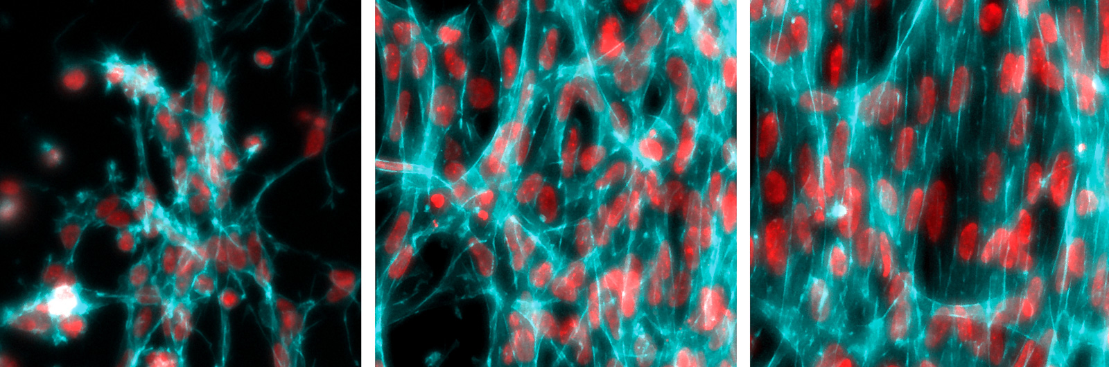 Micrographs of cell organization in experiment at 8, 20 and 30 hours.