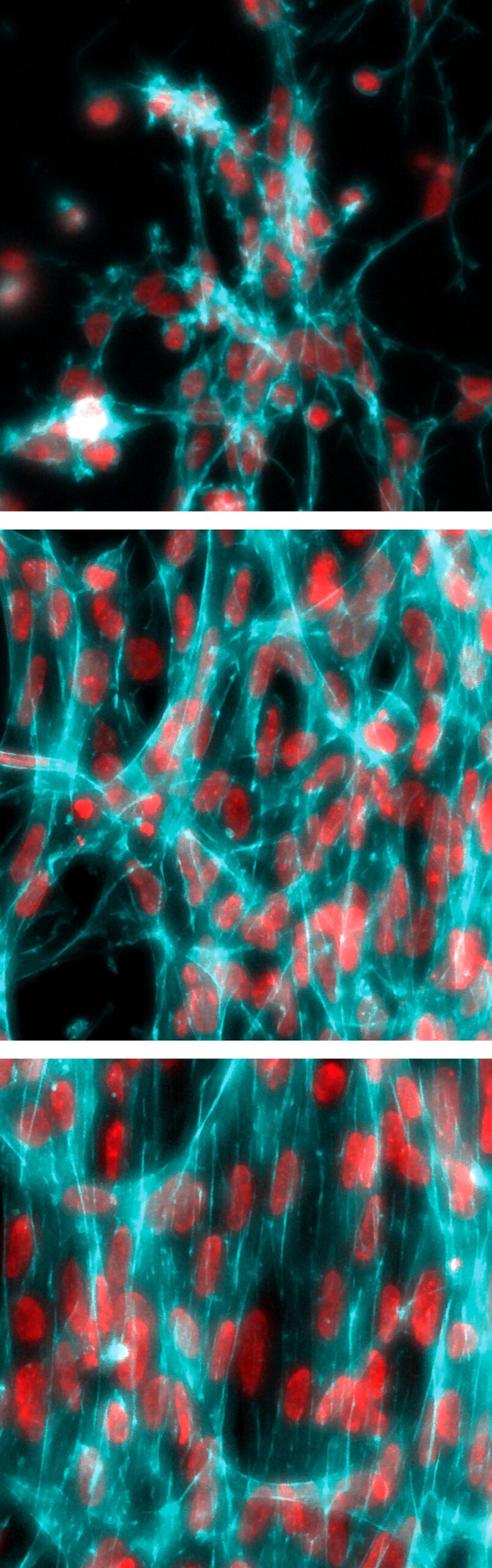 Micrographs of cell organization in experiment at 8, 20 and 30 hours.