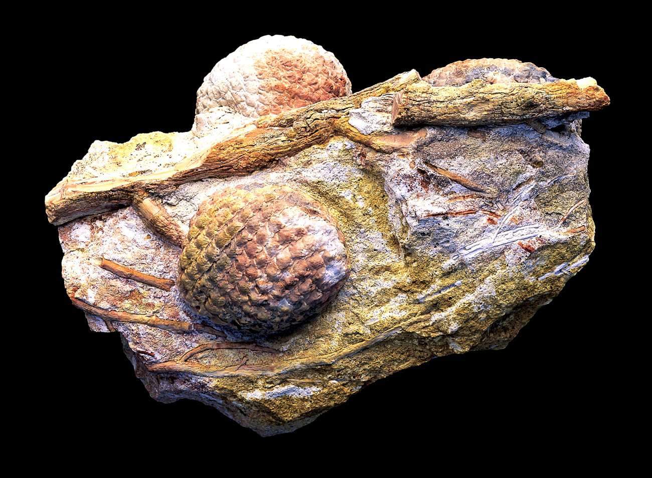 Petrified pine cone in stone.