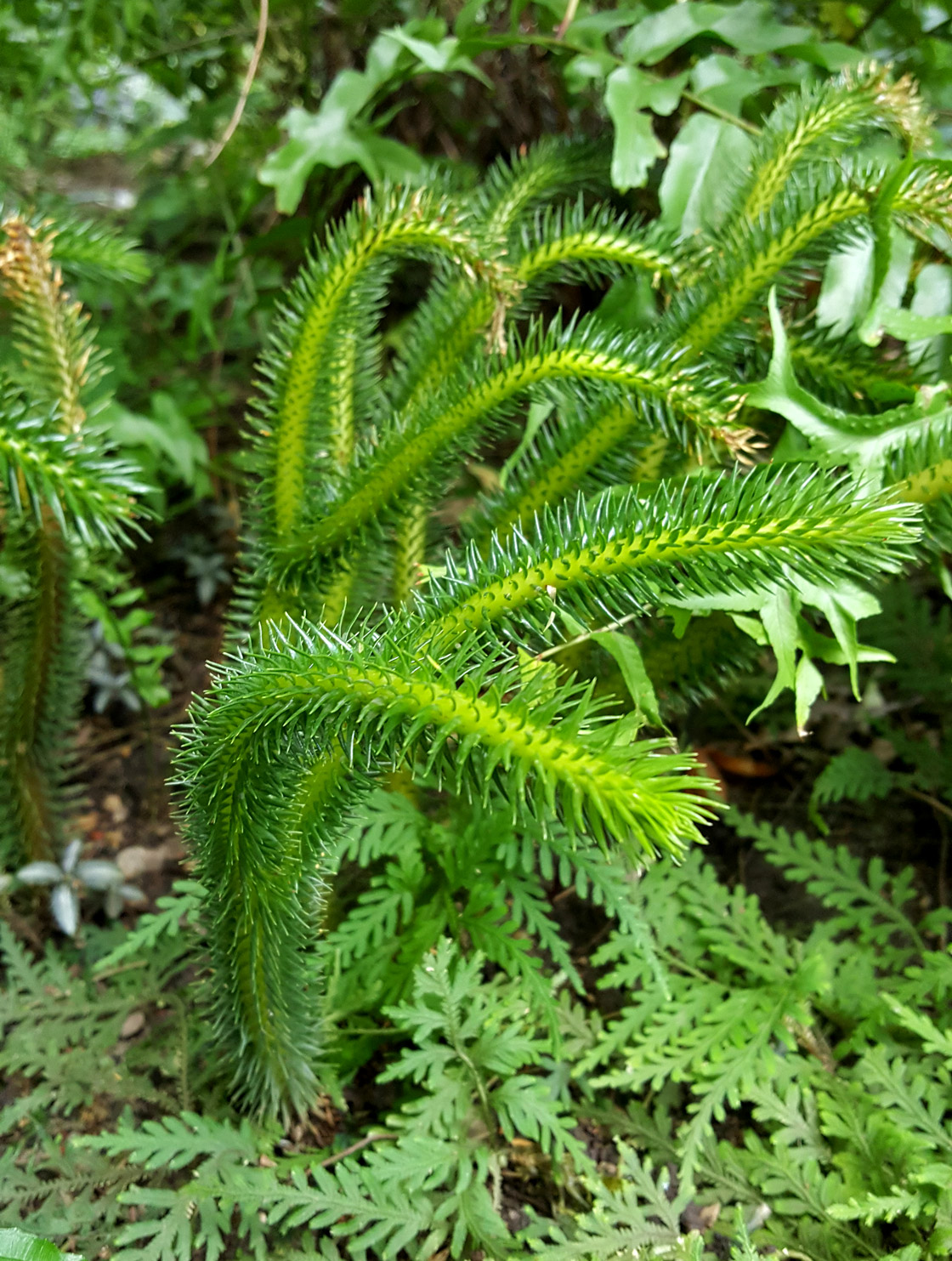 Club moss growing on the forest floor.