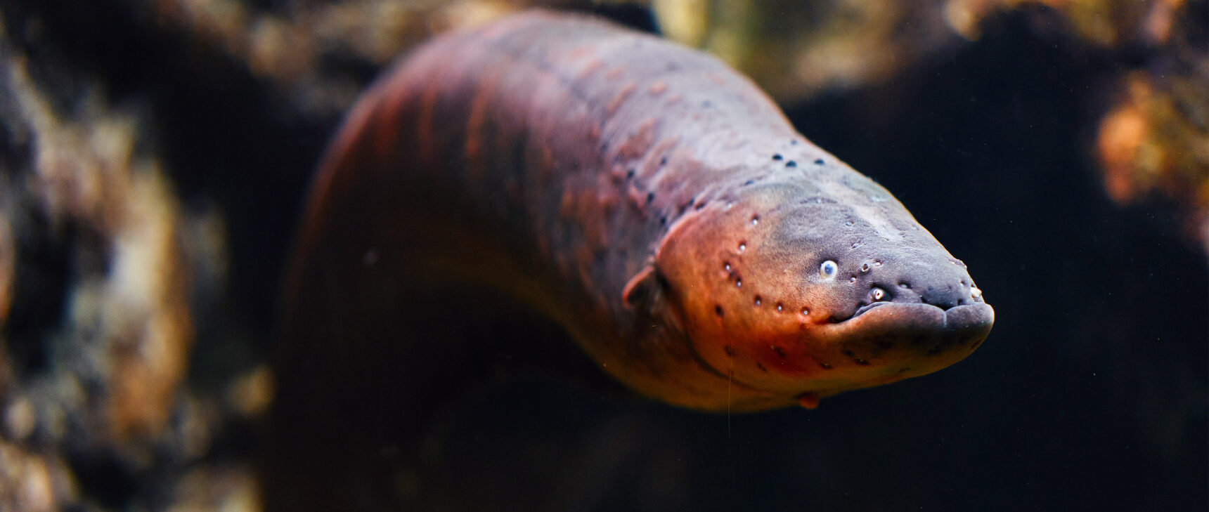 Closeup of the face of an electric eel.